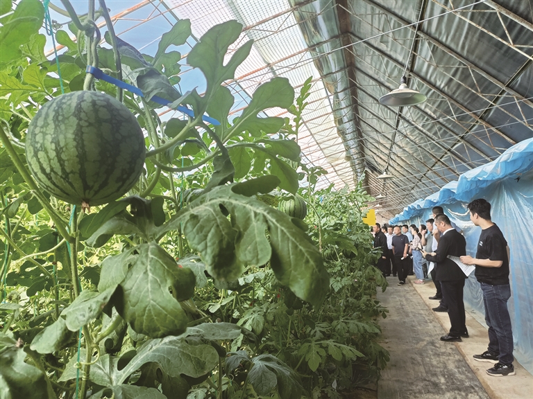 高质量发展看昌吉 | 新疆设施西瓜高产高效栽培技术集成与示范现场会在昌召开