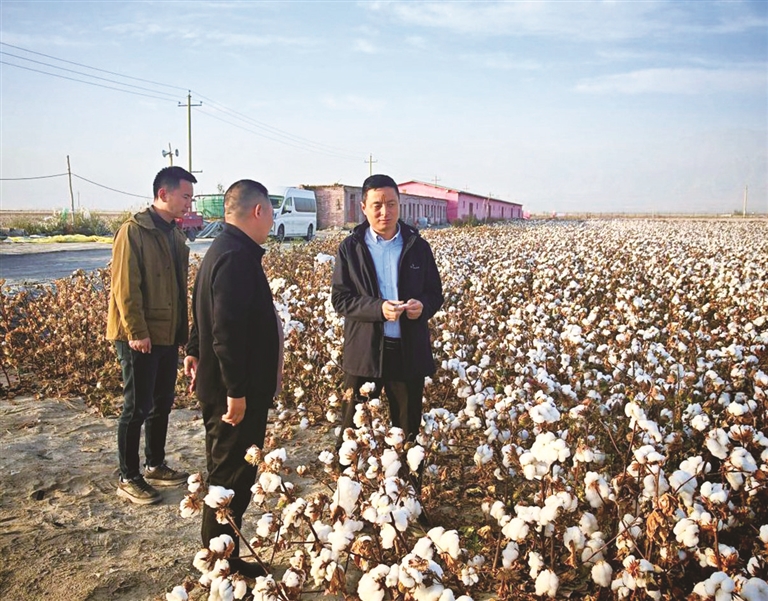 在希望的田野上——中国农业科学院西部农业研究中心专家访谈录⑩以科技赋能棉花产...
