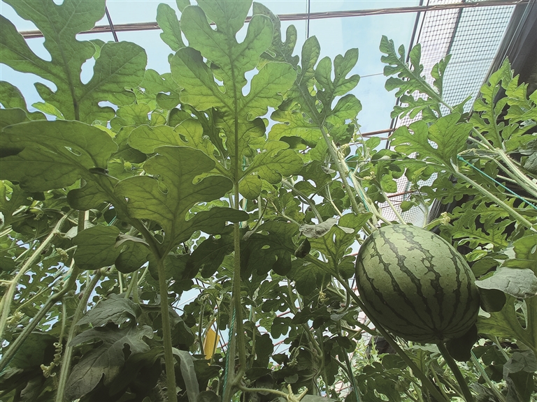 高质量发展看昌吉 | 这里的西瓜为何这么“甜”？——新疆设施西瓜高产高效栽培技术...