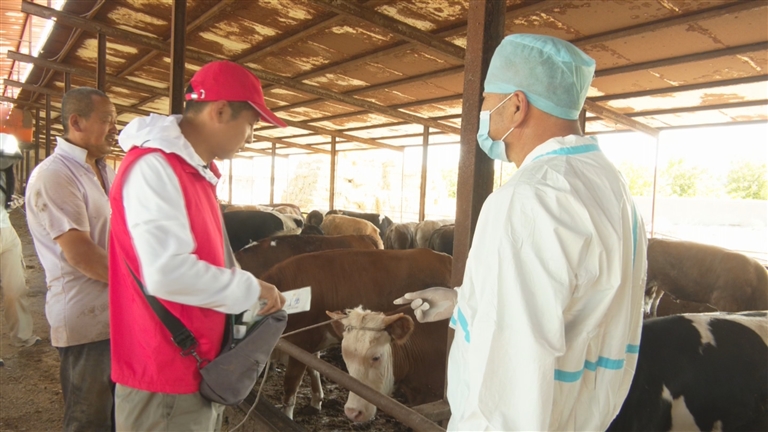 玛纳斯县：政策性农业保险让农户安心种放心养