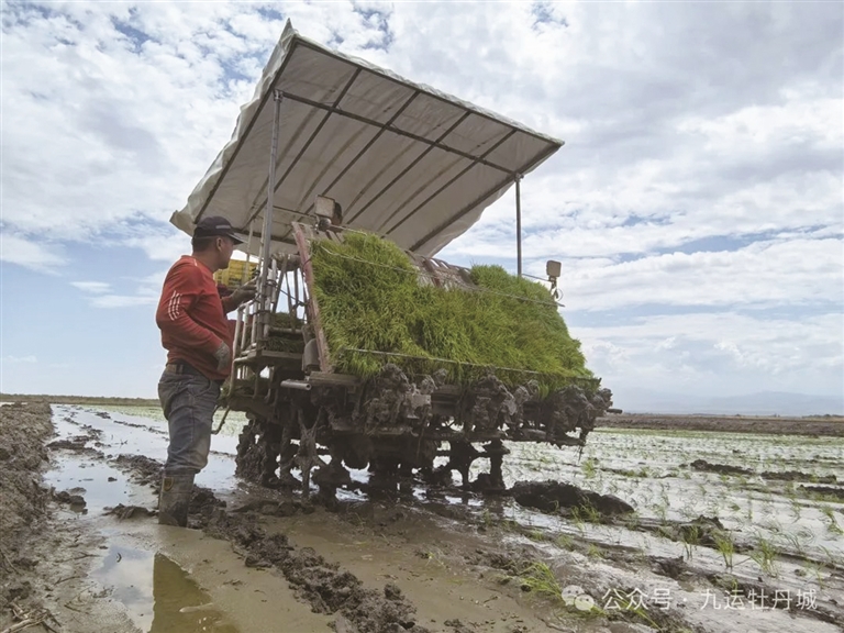 阜康市九运街镇农户插秧忙 稻田披绿装