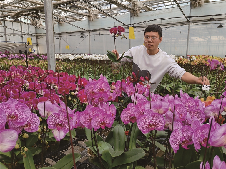 产业援疆 | 从闽台到闽昌 兄弟共育“同心兰”