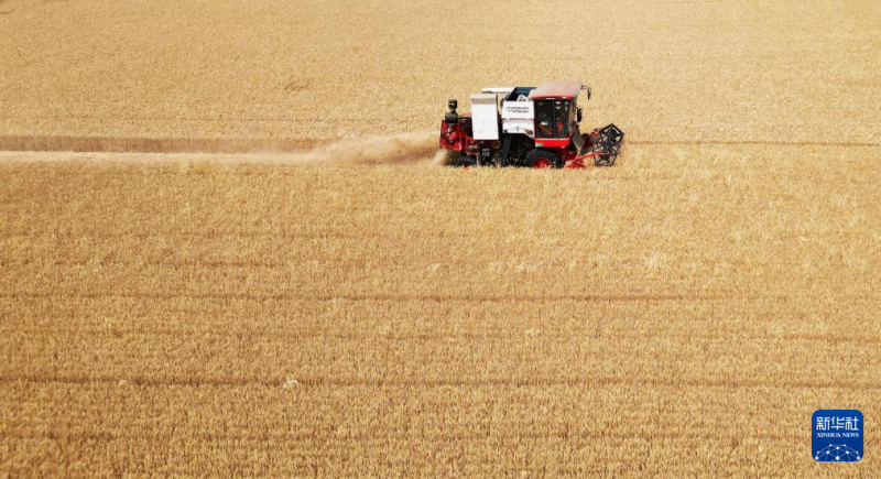 “三夏”大忙进行时