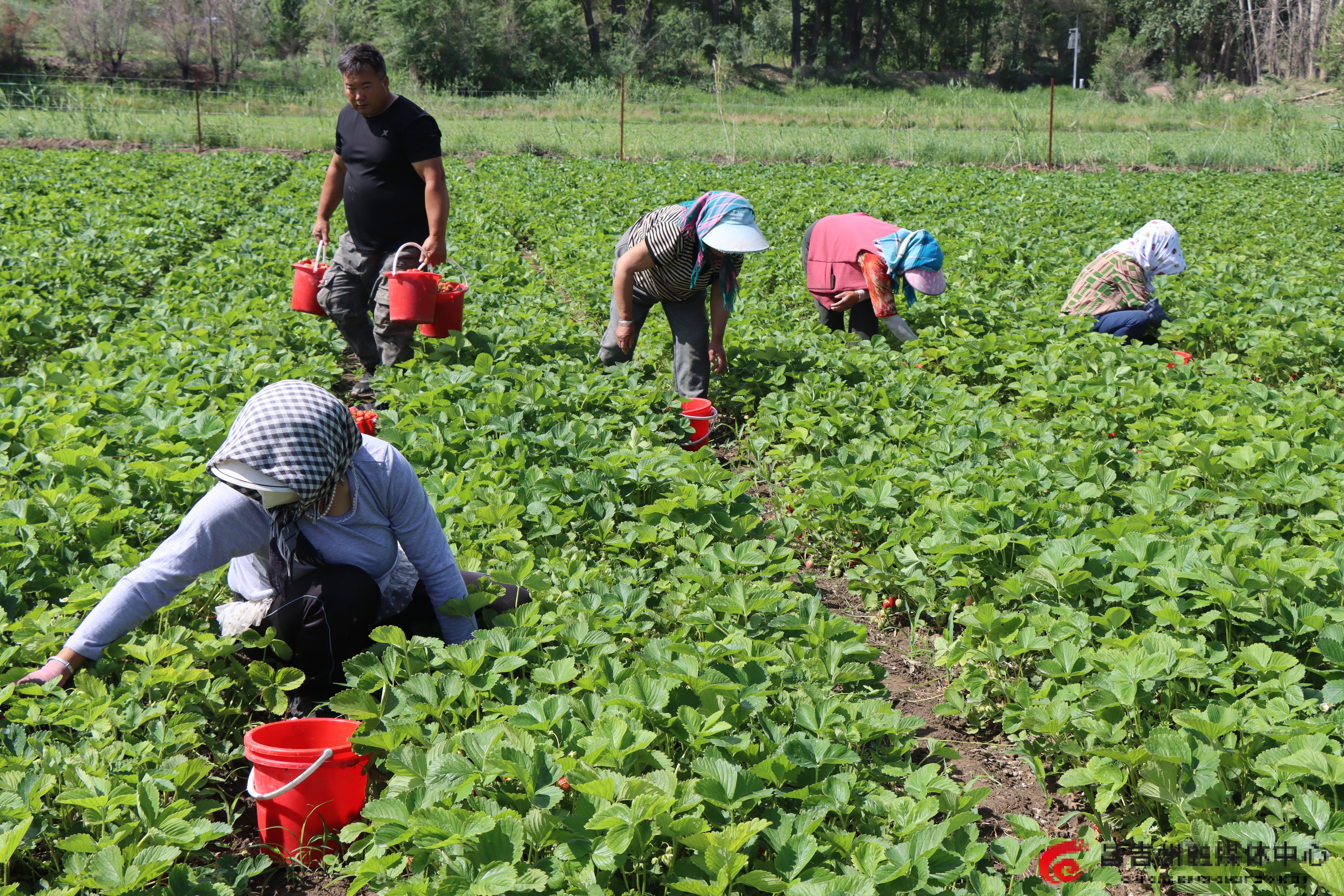 工人们在草莓地里来回穿梭,忙着采摘、分拣、运输 巨佳辉摄.jpg 工人们在草莓地里来回穿梭,忙着采摘、分拣、运输 巨佳辉摄.jpg