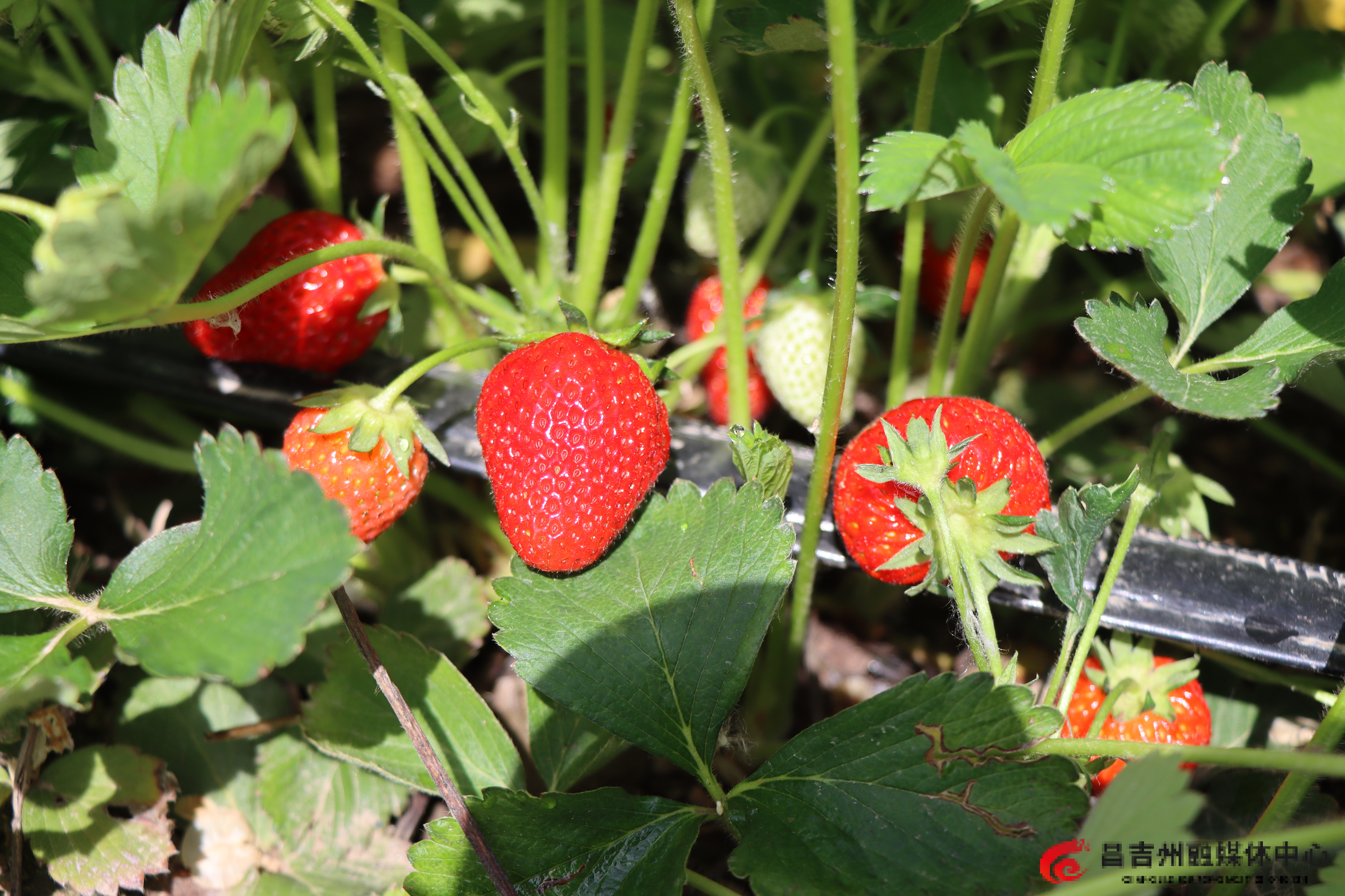 一颗颗成熟的草莓家宴余地 巨佳辉摄.jpg 一颗颗成熟的草莓家宴余地 巨佳辉摄.jpg